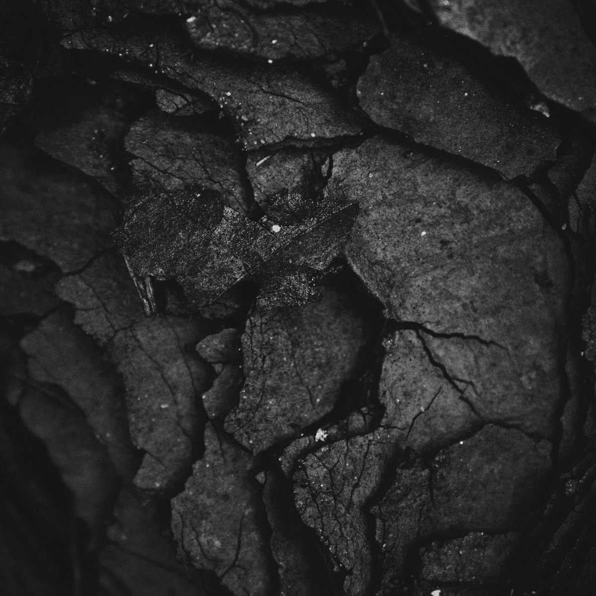 Charcoal Facial Cleansing Bar